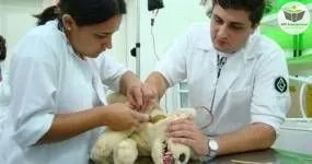 noções básicas de auxiliar de veterinária e pet shop