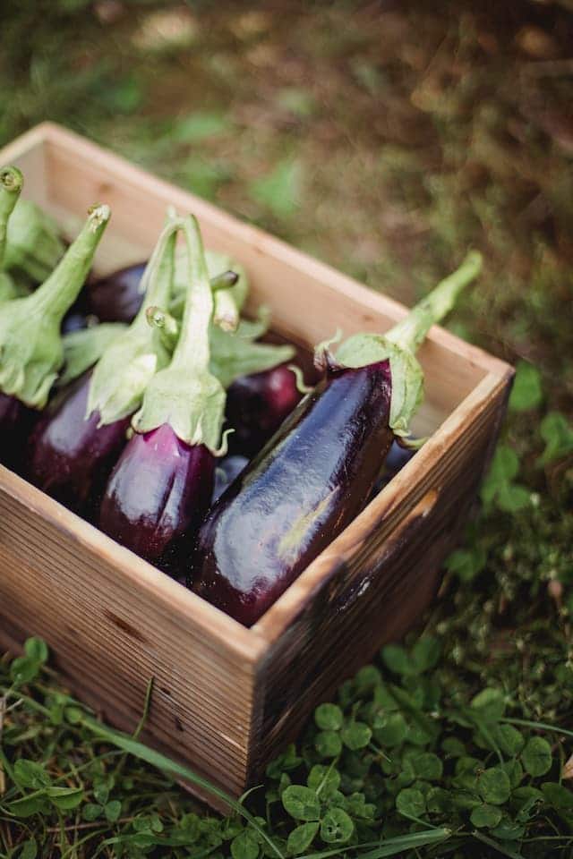 Curso de Agricultura Orgânica Online e Gratuito