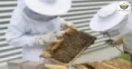 iniciação em processos apícolas