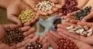 produção agroecológica de sementes
