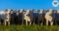 suplementação para animais em pasto