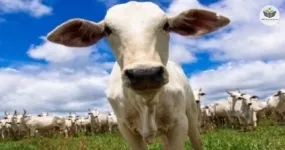boas práticas agropecuárias