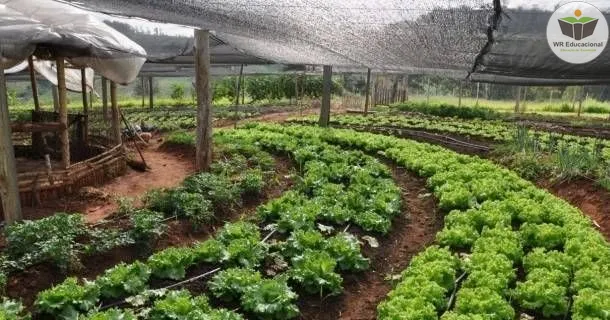 Curso de educação a distância de Agricultura Orgânica 