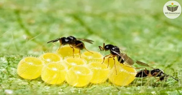 Curso de Controle Biológico E Manejo De Pragas Na Agricultura Sustentável