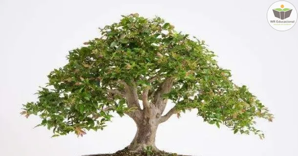 Curso de educação a distância de Cultivo de Bonsai