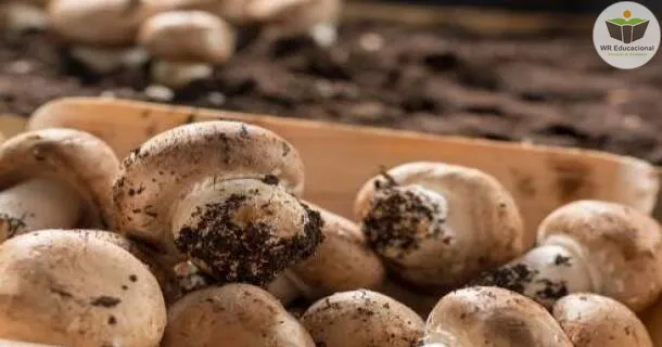 Curso de Cultivo de Cogumelo e Champignon