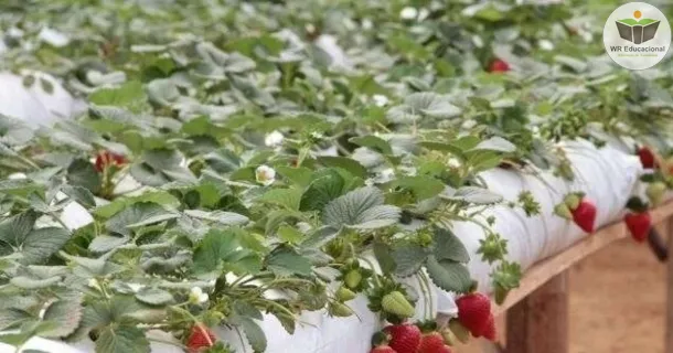 Curso de educação a distância de Plantação de Morangos em Hidroponia