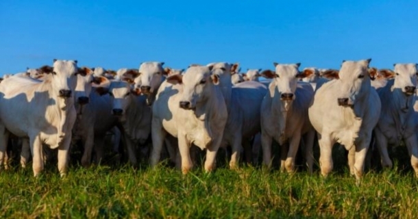Curso Online Grátis de Suplementação para animais em pasto Curso Online Grátis de Suplementação para animais em pasto