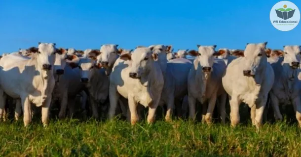 Curso de Suplementação para animais em pasto