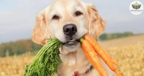 Curso de educação a distância de Cuidados da Alimentação Animal