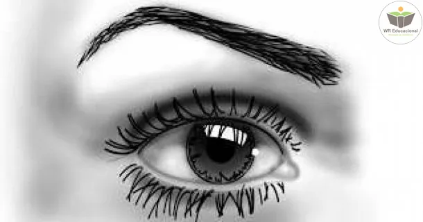 Curso de Desenho Artístico 