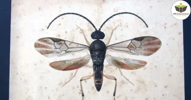 Curso de educação a distância de Entomologia 