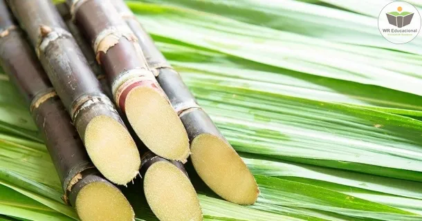 Curso de Produção de Acúcar e Álcool