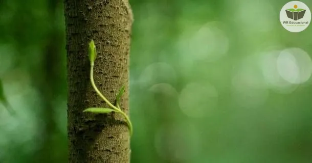 Curso de Os Seres Vivos e o Meio Ambiente