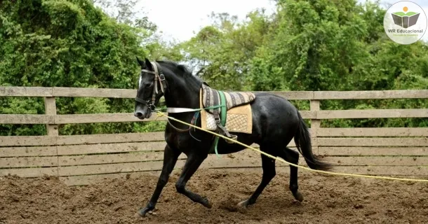 Curso de Doma de Cavalo