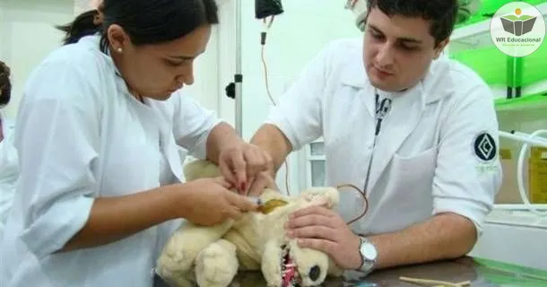 Curso de educação a distância de Auxiliar de Veterinária e Pet Shop