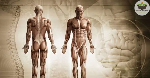 Curso Noções Básicas em Anatomia Humana