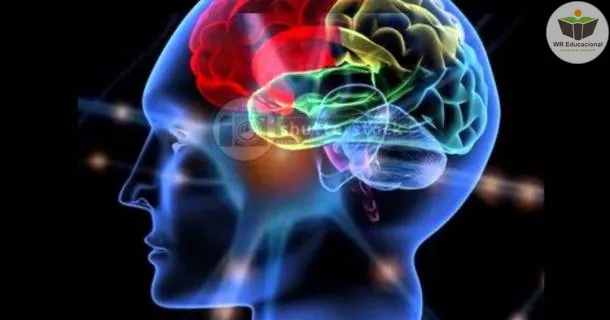 Curso de educação a distância de Fundamentos da Neurociência 
