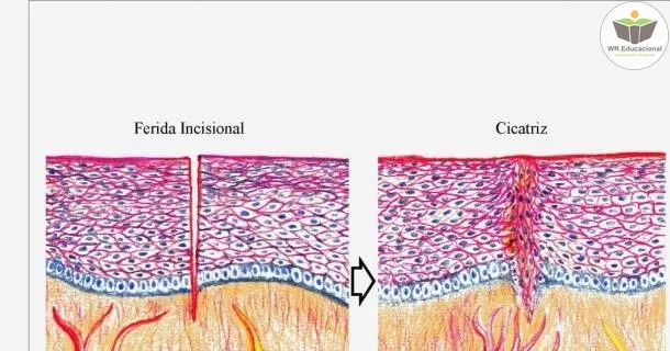 Curso de educação a distância de Noções Básicas em Histologia 