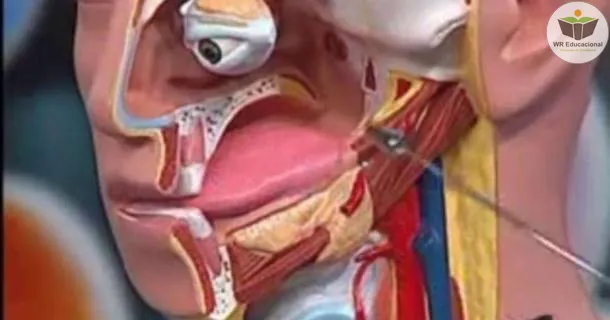 Curso de Introdução à Anatomia dos Sistemas
