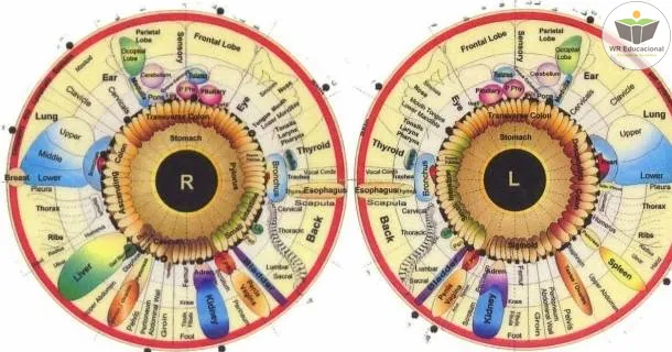 Curso de educação a distância de Noções Básicas em Iridologia