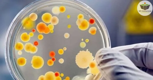 Curso de educação a distância de Noções Básicas em Microbiologia
