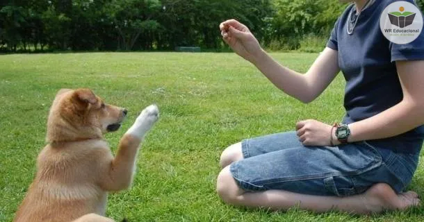 Curso de educação a distância de Adestramento de Cães