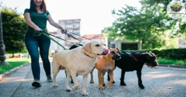 Curso de educação a distância de Dog Walker