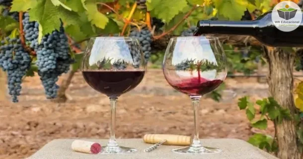 Curso de Especialização em Vinhos