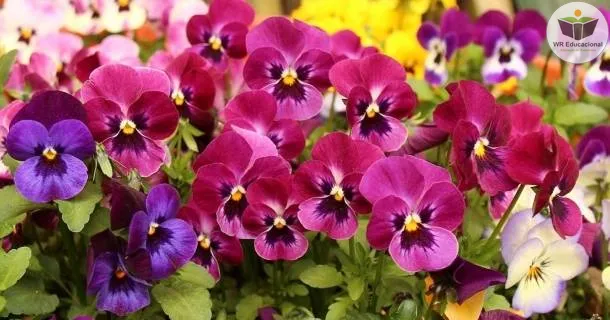 Curso de educação a distância de Noções Básicas em Floricultura