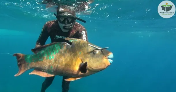 Curso de educação a distância de Pesca Submarina 